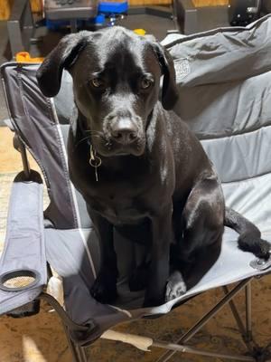 Dogs sit in chairs?? #mavericktheblacklab #funnylabrador #labsoftiktok #doglove 