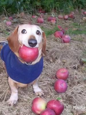 #appledog #dogapple #dogwithapple #foryoupage #fyp #meme #minimax #dog #apple 