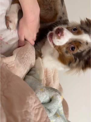 i’m off of work until the 2nd and have been catching up on sleep after reaching pure exhaustion from the year. Dolly has been the best snuggle bug ever. but now, at 2:45 when i just woke up from another slumber, she’s ready to PLAY 🤣🤣 #miniaussie #toyaussie #australianshepherd #redmerleaussie #miniredmerleaussie #dolly #bestfriend #backtosleep 