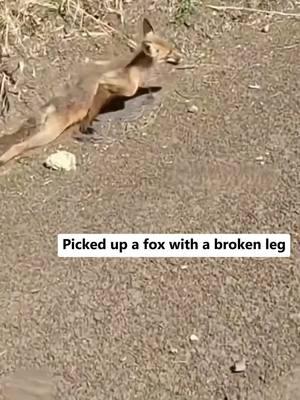 This is a fox with two broken legs🥹🥹🥹 #loveanimal #rescueanimal #animalsoftiktok #longervideos #fpy #foryou #cutefox 