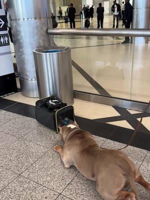 If you were standing and 3 police stopped turned looked at you turned and walked towards you what would you do? Part 2 coming #police #servicedog #servicedoglife #raided #peace #remainsilent #dog #dogs #airportsercurity #homelandsecurity #xlamericanbully 