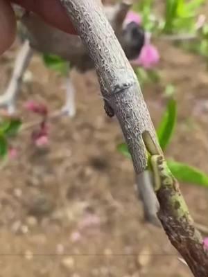 "Upgrade your grafting game with this multi-functional grafting tool! 🌱 Perfect for branches, trees, and fruit trees, this upgraded grafting knife makes your gardening projects easier and more efficient. 🔪 Whether you're a pro or a DIY enthusiast, this grafting tool is a must-have! 🌳 Don’t miss out on this essential tool for your garden! #TikTokShopLastChance #TikTokShopNewYearNewAura #spotlightfinds #GraftingTool #DIYGardening #HomeGardenEssentials #ToolForThePros #PlantCare #GardenHacks"