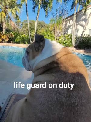 #watchdog #bullies #bulldogsoftiktok #follow #fyp #pets #funnydog #dogs #cutedog #englishbulldogsoftiktok 