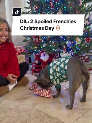 Two spoiled Frenchies: Christmas edition 🎅🏼🎄🎁 #lavenderandlatte #frenchiechristmas #2spoiledfrenchies 