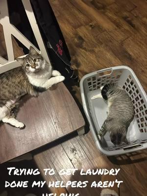 #laundry #cat #catsoftiktok #catlover #catmoves #help #crazy #kittens #rescue #rescueanimals #rescuecats 