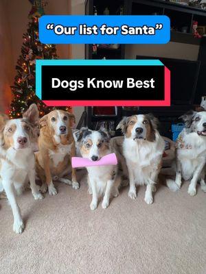 These pups were on the nice list this year!  Thankfully they got some awesome Benebone chews. If you want some seriously tough chews for your dogs, check them out at your local Petsmart! @Benebone @PetSmart @DogsOf TikTok  #doglover #kidfriendly #dogsoftiktok #mydog #christmasdogs #cutedog #funnydog #funnyanimals #cutedogsoftiktok 