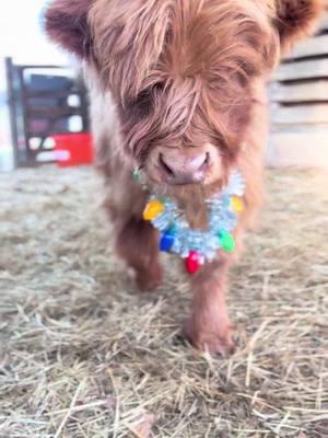 She loves me ❤️ #millcreekfarmstn #cookevilletennessee #tennessee #foryoupage #fyp #cowsoftiktok #highlandcattle #christmas 