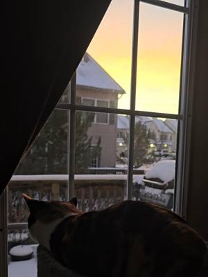 Baby its cold outside, but a lovely morning from in here... #goodmorning #goodday #goodvibes #sunshine #sunrise #anewday #cold #snow #beautiful #colorful #cat #cats #catsoftiktok #catlover #loveher #spoiledbrat #peaceful #joy #watching #noticing 