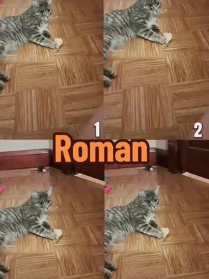 I saw this on some people. So, I thought I would try this on my cats. Roman starts this series. #CapCut #multiverso #fyp #cute #cats #foryou #cat #funnycats #crazycat #catsoftiktok 