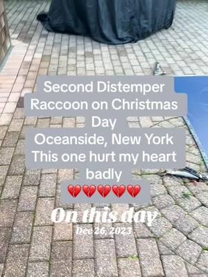 #onthisday  #wildlife #wildliferescue #wildliferescuer #wildliferehab #wildliferehabilitation #wildliferehabber #everylifematters #raccoon #raccoonrescue #raccoonrescuer #sickraccoon #raccoondistemper #distemperraccoon #distemper #distemperawareness #caninedistemper #caninedistempervirus #distempervirus #distempertest #distempertesting #humaneeuthanasia #longisland #longislandny #longislandnewyork #longislandwildlife 