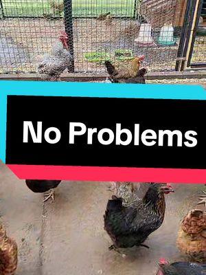 No Problem - Yall don't want none! #chickenwars #chickensoftiktok #chickens #freerange 