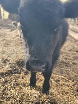 #fyp #bottlecalf #bottlebaby #angus #blackangus #calf #cattlefarm #farmlife #cowtok #countrylife #lifeisbetteronthefarm #farmtok #myhappyplace #justagirlwholovescows #farmliving #countryliving #moodog #grasspuppy #pasturepuppy #haymafia 