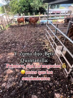 #ganaderia #ganado #negocio #negociante #ganado #ganadero #fraces #betoquintanilla 