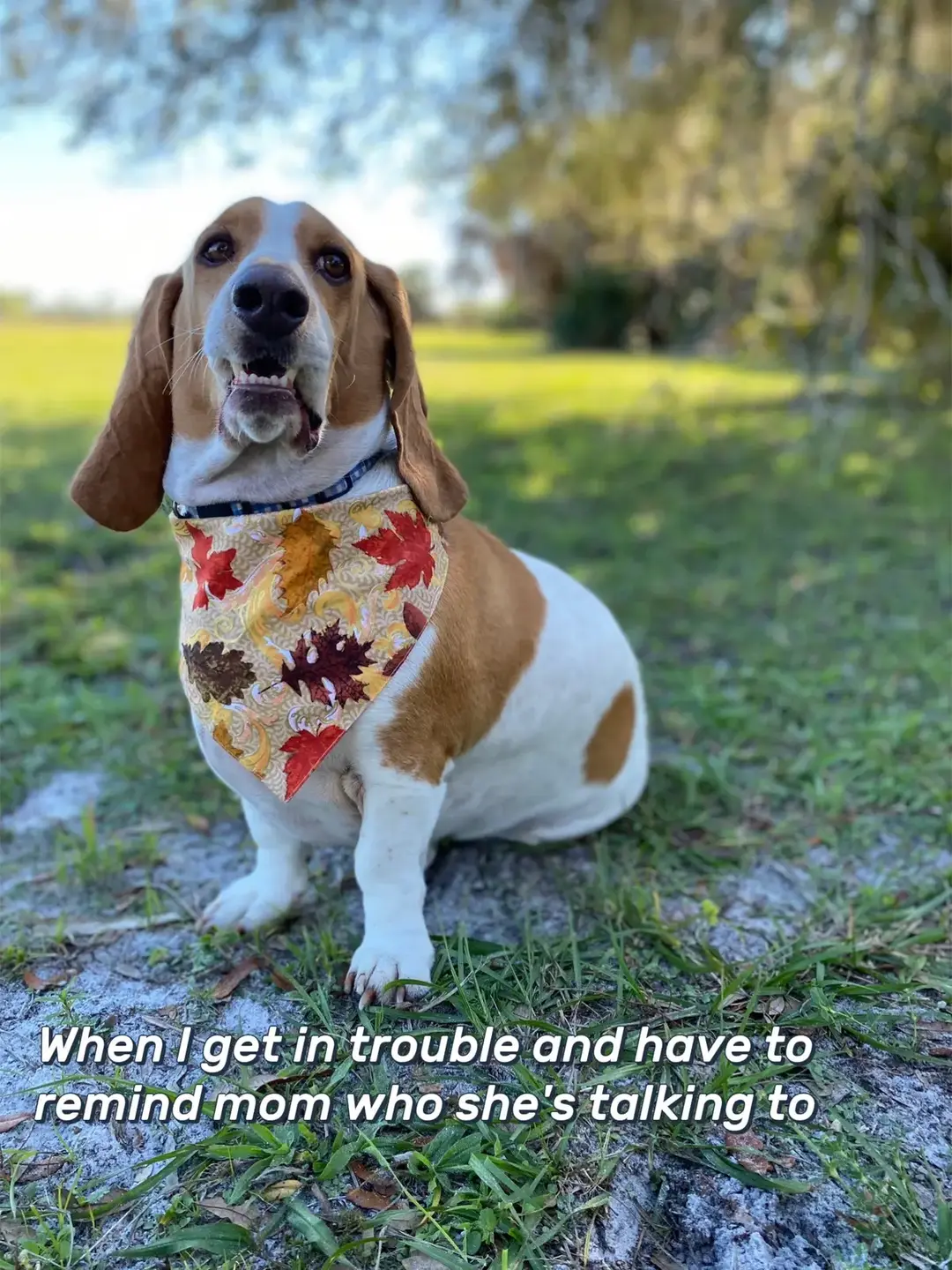 When I get in trouble and have to remind mom who she's talkin' to #puppy #puppylife #puppiesoftiktok #puppytok #bassetpuppy   #dogsoftiktok #fyp #fypシ #bassethound #basset  #bassethounds #bassetlife #doglife #lifeofadog #houndtok #bassettok #dogtok #houndtok #bassethoundsoftiktok #dogtok #lifeofpets 