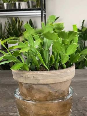 Here’s how I leaf propagate my Christmas Cactus in soil. 🪨 Use a soil mix consisting of 70% coir and 30% perlite. 🌱Fill pot with soil, slightly compact the soil ✂️ Always disinfect your pruners ⏰ Allow the leaves to dry and callous over for a day 🪴 Open a hole with a dowel or pencil and place the leaf in the soil 💡Place under a grow light or on a windowsill MonstroFarm Tip 💦 Allow the layer of soil that the leaves are sitting in to dry out completely before watering again 😊Enjoy. Ahhhhh! To watch the entire video with all the details go to my YouTube Channel @ MonstroFarm or Link in Bio.  #houseplants #plants #plantcare #planttips #plantcaretips #houseplant #propagation #christmas cactus