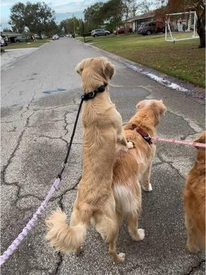 Clover doesn’t disappoint on the walks. I hope she never grows out of it. #walkies #squirrel #goldenretriever #dogsoftiktok 