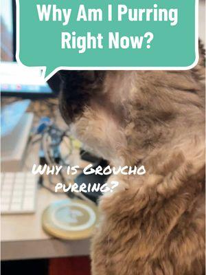 Why is Groucho purring right now?#groucho #devonrex #catsoftiktok #catbehavior #purring #purringcat #stevedale #stevedalepettips 