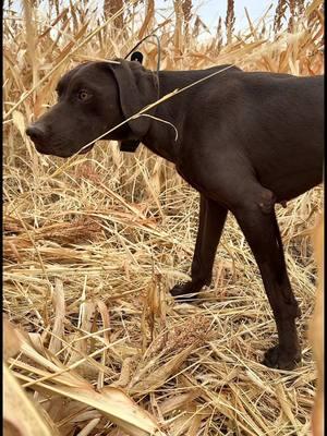 Locked and loaded…..🫡 - Trix with the find, Ely and Niko with the honor🔥 - With some snow in the forecast, the dog work will be on another level with tighter holding birds!  - #germanshorthair #guiding #pheasant #birddog #upland #guide #9milekennels #puppy #showtime #puppies #pointer 