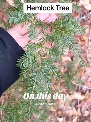 #onthisday Hemlock needles are medicinal! Tsuga canadensis #treeid #foraging #wildmedicine 