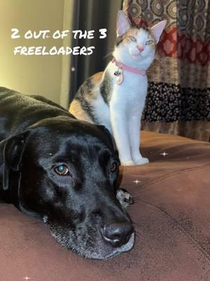 Meet freeloaders, Winx & Miss Kitty #merrychristmas #fypage #ohio #candychristmas #genxtiktokers #funtrendstodo 