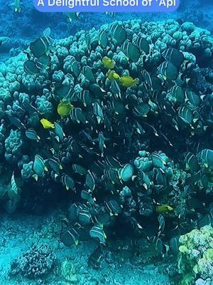 A Delightful School of ‘Api:
 Note: Snorkelers often miss these Whitespotted Surgeonfish because they live right in the surf. To see them you look back into the waves from deeper water. #hawaii #snorkeling #snorkelinghawaii #savethecoralreefs #travelhawaii #visithawaii #reefsafesunscreen #aloha #touristsbehavingbadly #touristsbehavingbadlyhawaii #hawaiisuggestions #howtosnorkel #fyp #fyi #hawaiitiktok #fish #ocean ##snorkeling 