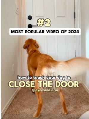 2nd most popular training tutorial of 2024! 🐶✨ HOW TO CLOSE THE DOOR 🚪🐽 Save this post for future reference and follow @ayce.and.aria for more dog-friendly tutorials! 💛  Steps: 1. Teach your dog “nose”. Use a post-it or a piece of tape and mark and read when your dog taps their nose against it.  2. Place the tape on a closed door. Have them “nose” the tape.  3. Open the door and continue Step 2. Mark and reward once your dog taps it (even if the door doesn’t fully close).  4. Once your dog understands “nose” to the door consistently, keep having them “nose” and bump the door until it fully closed before you mark and reward.  5. Take away the tape or post it on the door and change your command to “close the door”. You might need to repeat Step 2-4 again without the tape to make it easier for them to understand what you want.  . . . . . #DogTraining #dogtrainer #clickertraining #smartdog  #cutedogs #goldenretriever #usefultricks 