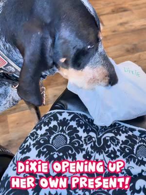 I love to open up my own presents especially when they squeak and it’s a toy made by my friends at @Multipet International, Inc. who also made my Dixie toy for “The Pack” tv series I’m on! ! 🐾🎅  #dogpresents #dog #doginfluencer #dogchristmas #pets #christmaspresents #bluetickcoonhound #hounddog #dogtoy 