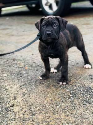 Mr LOVER needs a FUREVER HOME! #canecorso #italianmastiffcanecorso #fyp #venomcanecorsos #arkansascanecorsos #breederlife #greenwoodarkansas 