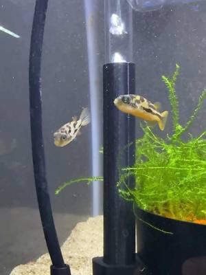 I bred a bunch of TINY Pea Puffers using my Automatic Egg Catcher! #puffer #peapuffer #fishbreeding #dakuaquatics #fishkeeping #aquarium #aquariumhobby #fish #aquascape #freshwateraquarium #aquariumfish #plantedtank #aquariums #tropicalfish #fishkeeper #aquascaping #aquariumlife #plantedaquarium #nanofish #aquariumsofinstagram #freshwaterfish #freshwatertank #aquascaper #natureaquarium #freshwater #fishofinstagram #nature #nanotank #fishroom