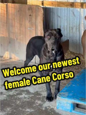 Welcome our newest addition to Black Guardianz Cane Corso . Troya is a 2 year old female with an exceptional temperament and amazing structure we can’t wait to see what she does for our program. #bigdogsoftiktok #canecorso #canecorsoforlife #canecorsoitaliano #doglife #doglover #fyp #canecorsosoftiktok #PetsOfTikTok #cane #puppiesoftiktok #guarddogs #bigdog #dogoftheday #newestaddition #blackcanecorso #breederslife #gamebred 