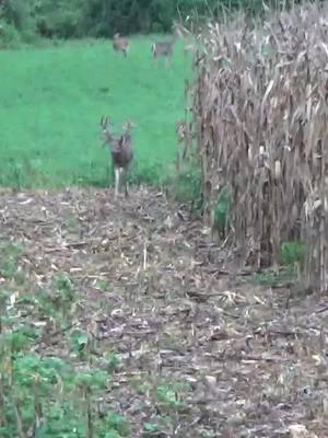 Which big buck would you take #cedarridgewhitetails #whitetailseason #fyp #nature #bowhunting #safari #for #deer #monsterbucks