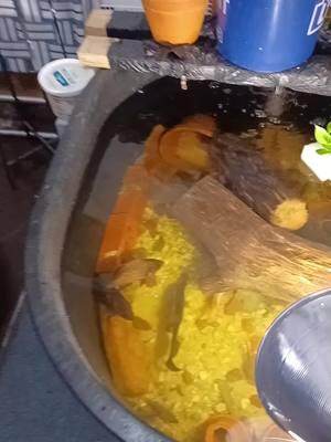 #pond #monsterfish #fyp #aquascape #aquaculture #aquarium ##fish #fishlovers #tank #aquariumfish #hybrid #oscarfish #reddevilcichlid #clownknifefish 