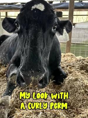 The cow is real. The curls are not. 😂#ai #farmerblake #dairyfarm 