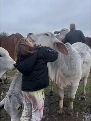 The the good days! ❤️ #TheV6Ranch #V6Brahmans #brahman #cows #fyp #fypシ゚viral #foryoupageofficiall #farmkids #family #country #farm #ranch #ranchlife #farmlife #farmlifeisthebestlife 