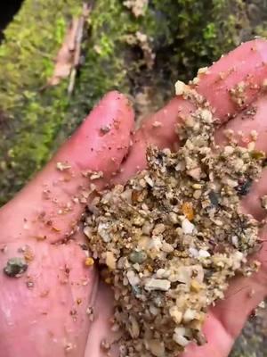 gold prospecting , finding gold in sand, gold prospecting for beginners. #goldprospecting#viral #mininggold #lookingforgold #panningforgold #goldprospecting #treasure #panningforgold #findinggold #goldnugget #goldmining