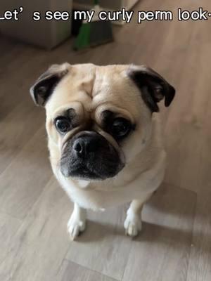 I am 💀 #aifilter #pug #pugtok 