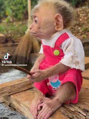 #baby #baby monkey #baby monkey fishing #adoreable #cuteness #FYP