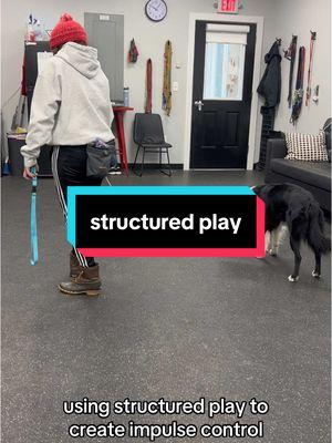 pete’s favorite game #dogtrainer #DogTraining #dogowner #bordercollie #structuredplay #balancedtraining #balancedtrainer #louisvilleky #louisvilledogs #kentucky #louisvillekentucky