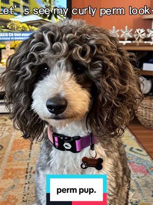 Doin’ too much. #perm #joy #💜 #bernedoodle #bernedoodlesoftiktok #aifilter  