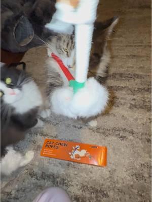 If your cats like cat nip.. they’ll LOVE these rope toys! #chelseatsapproved👍🏽 #catsoftiktok #manecoon #catnip #cattoys #TikTokShop #tiktokmademebuyit 