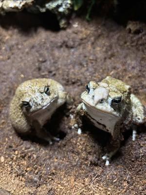 Neither had the brain cell today… #toadtok #frogtok #angrytoad #greatplainstoad #toad #toadsoftiktok #frog #frogs #frogsoftiktok 