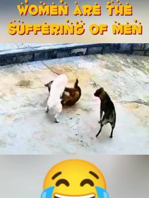 #CapCut #dogfight #tiktokanimals #animalsoftiktok #animalworld #animals #animal #animalplanet #dog #dogsoftiktok #dogsofttiktok #dogs #dogsvideo #dogsoftiktokviral #dogsontiktok #dogsotiktok 