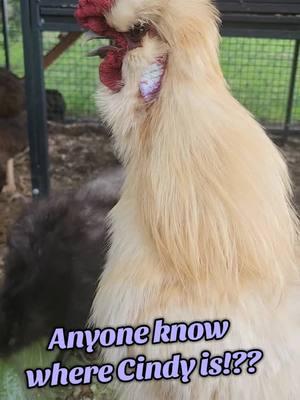 Can you Help him find Cindy??🐓#whereareyou #Cindy #silkiechicken #chickens #chickensoftiktok #funnyanimals #fyp #foryoupage 