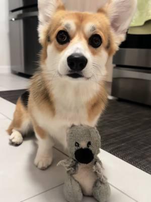 On a quest to find lili bear her nee koala 🐨 #corgisoftiktok #dogsoftiktok #corgis 