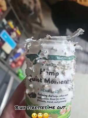 It's the avoiding eye contact for me 😅🤣  So I will be babysitting a high ass dog today. This will be interesting, I can't with this woman. I called the number on the back on the container, waiting for someone to call me back. At the moment, she seems fine just alittle spacey and tired. I'll let you know when the munchies set in. 😅😂  She is my PITA 🐶🫶🏻 #dogsoftiktok #funnydogvideos  #calmingchews #pita 