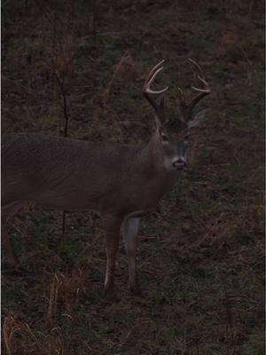 Late season action. Who is still chasing their target buck? 📸: Hunter Phelps  #moultrie #hunting #huntingtiktok #whitetail 