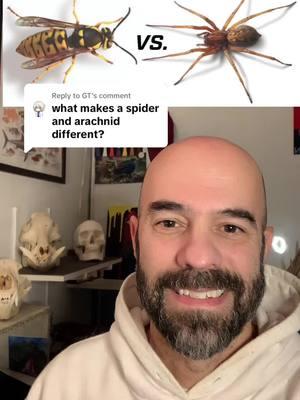 Replying to @GT #greenscreen #spiders #spidertok #arachnid #scorpion #ticks #evolution #phylogeny #dyk #tiktoku #LearnOnTikTok #chuckdarwin #bugs #bugtok 