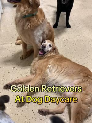 There are so many 💛 #goldenretriever #goldenretrieversoftiktok #dogsoftiktok #dogdaycare #doggydaycare #doggiedaycare #dog #dogs 