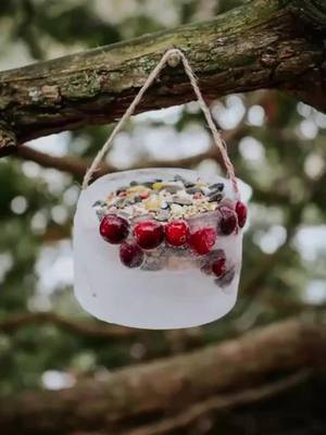 This frozen bird feeder is perfect to put outdoors when the cold temperatures arrive. It blends in perfectly with nature and is completely biodegradable! And don’t worry! Those little bird feet will do just fine standing on the icy edge. Birds have a miraculous adaptation that keeps their feet from freezing! 😊 #diybirdfeeders #winteractivities #birdsofwinter #1000hoursoutside #outdooractivitiesforkids #birdfeeder #kidsactivities #birdwatching #diyhome