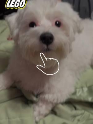 #ralphie #ralphiethemaltese1 #ralphiethemaltese #puppytiktoker #dogsoftiktok #fyp #filter #christmas2024 #christmas #foryoupage #cutepuppy #malteseoftiktok #toy #lego #legotiktok #legos 